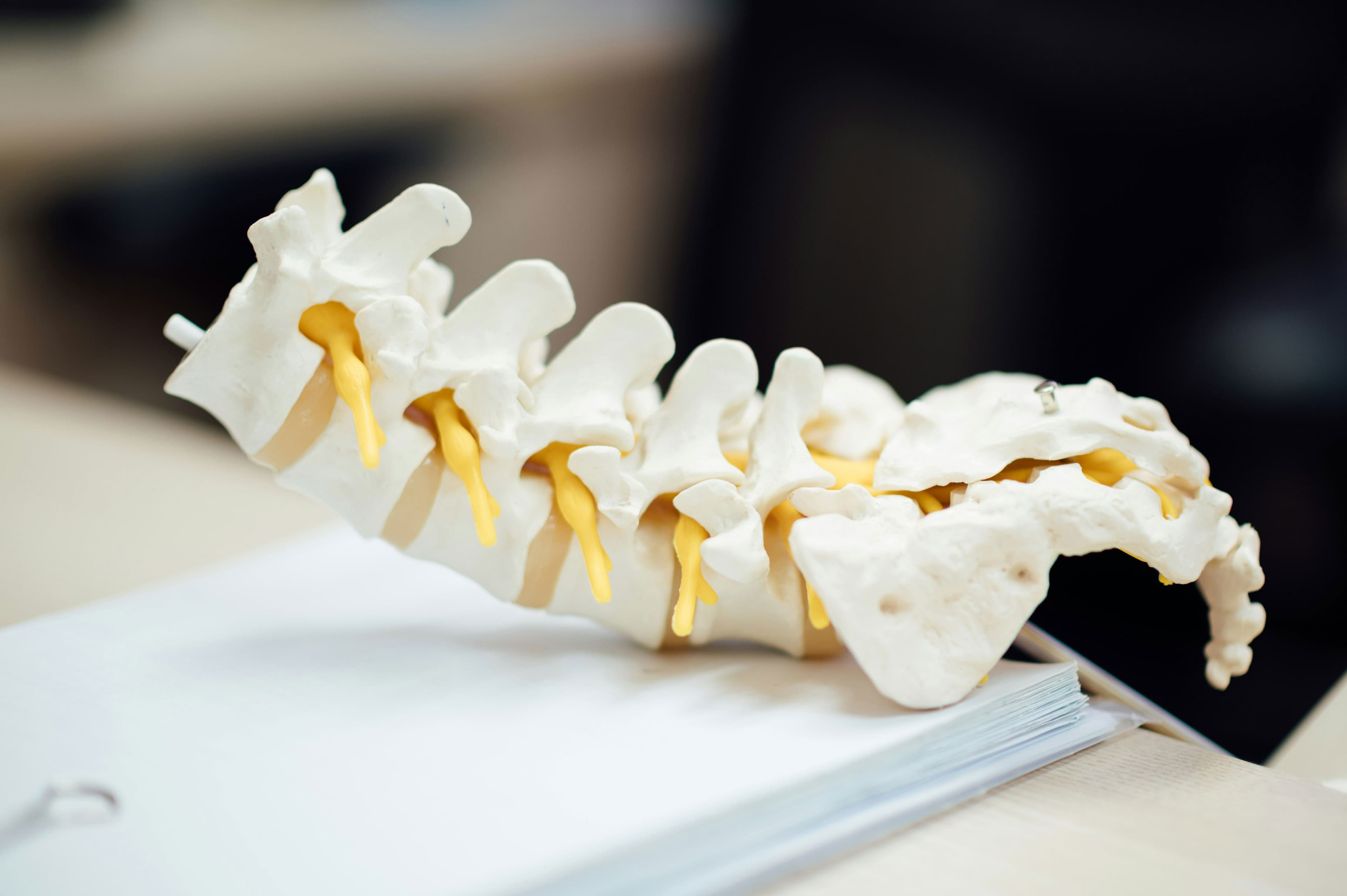 Anatomical spine model used during chiropractic exams at Advanced Wellness Chiropractic in Bridgeton, MO, to explain joint motion and nerve involvement to new patients